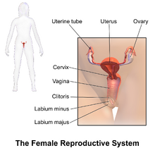 Blausen 0399 FemaleReproSystem 01