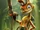 Daxter