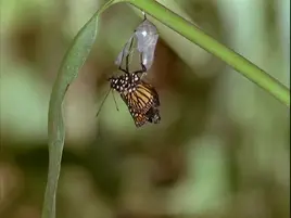 Mariposa de acción real