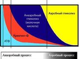 Системы энергообеспечения. Биоэнергетика