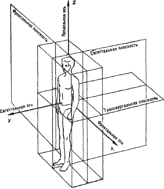 Оси человека. Оси и плоскости в анатомии человека. Оси тела человека в анатомии. Схема осей и плоскостей в теле человека. Анатомия плоскости и оси тела.