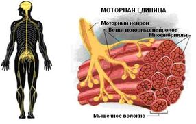 Двигательная моторная единица это