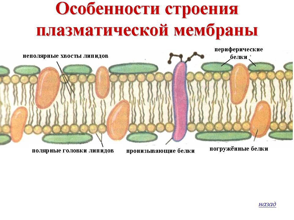 В мембранах эукариот слой липидов