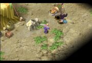 Gold Plains Whelkriding
