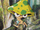 Mashuron
