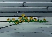 The flowers from episode 1 are still growing