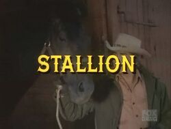 Stallion000