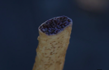 Fractal Pattern.png