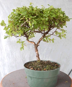 Singapore Holly - Malpighia coccigera | Bonsai Wiki | Fandom