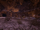 動物愛護：家.png