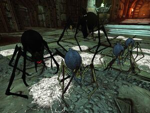 Spiders 2.jpg