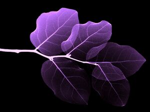 Vista-wallpaper-4-leaves.jpg