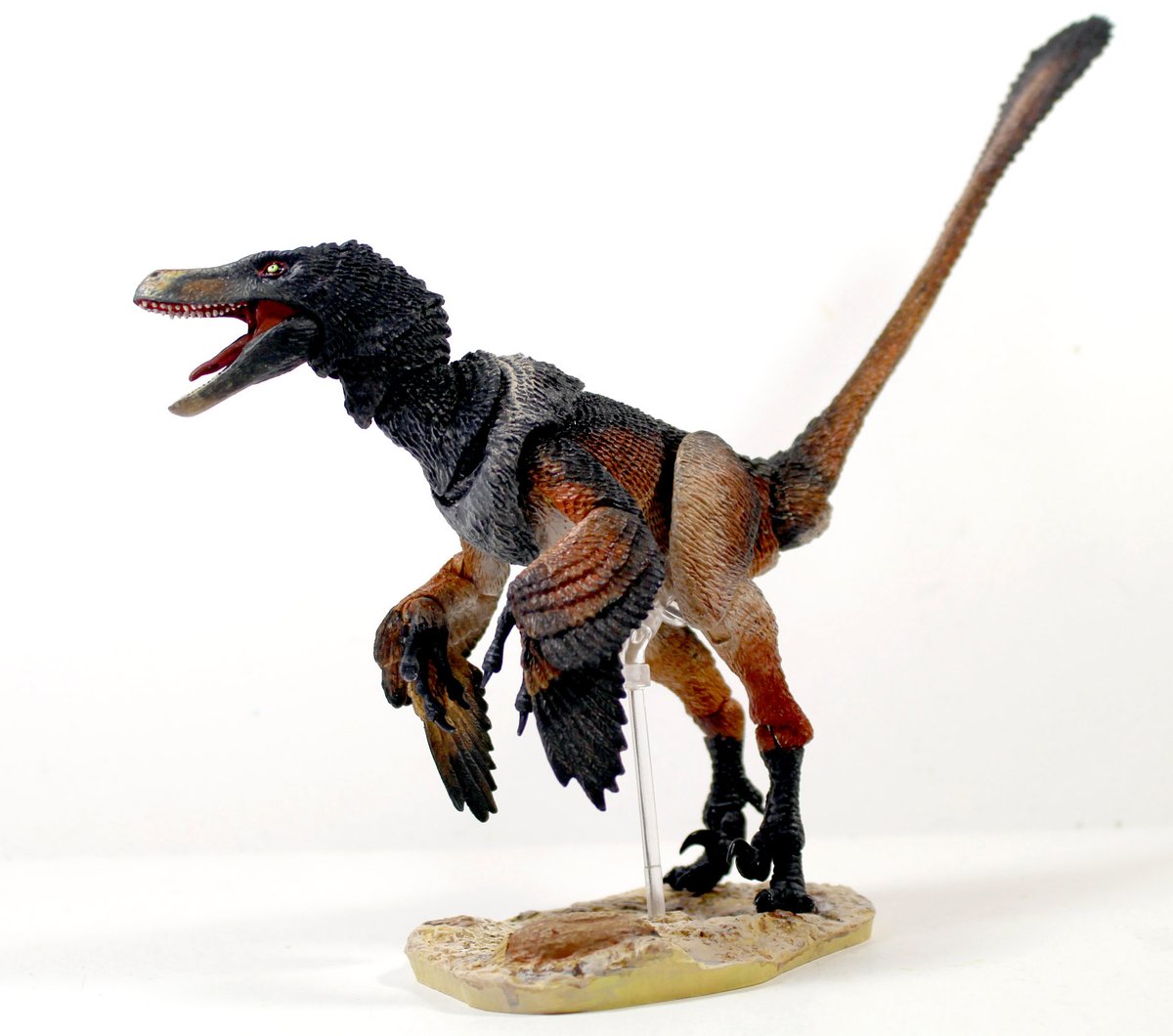 Velociraptor osmolskae