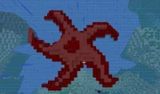 a typical starfish