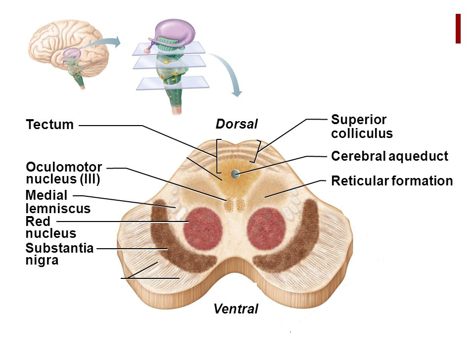 substantia nigra red nucleus