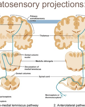 Somatosensory System Brain For Ai Wiki Fandom