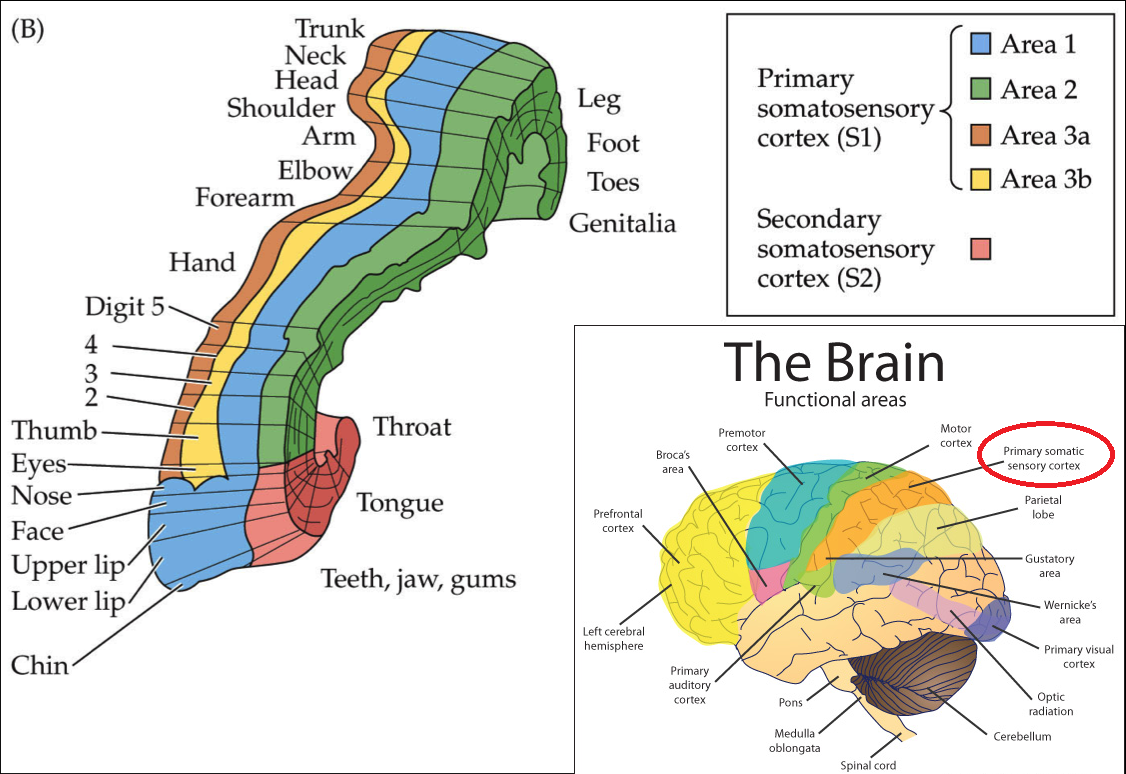 dmg to s-2 somatosensory dmg to s-2 somatosensory