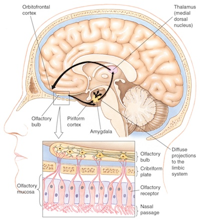 piriform cortex anatomy