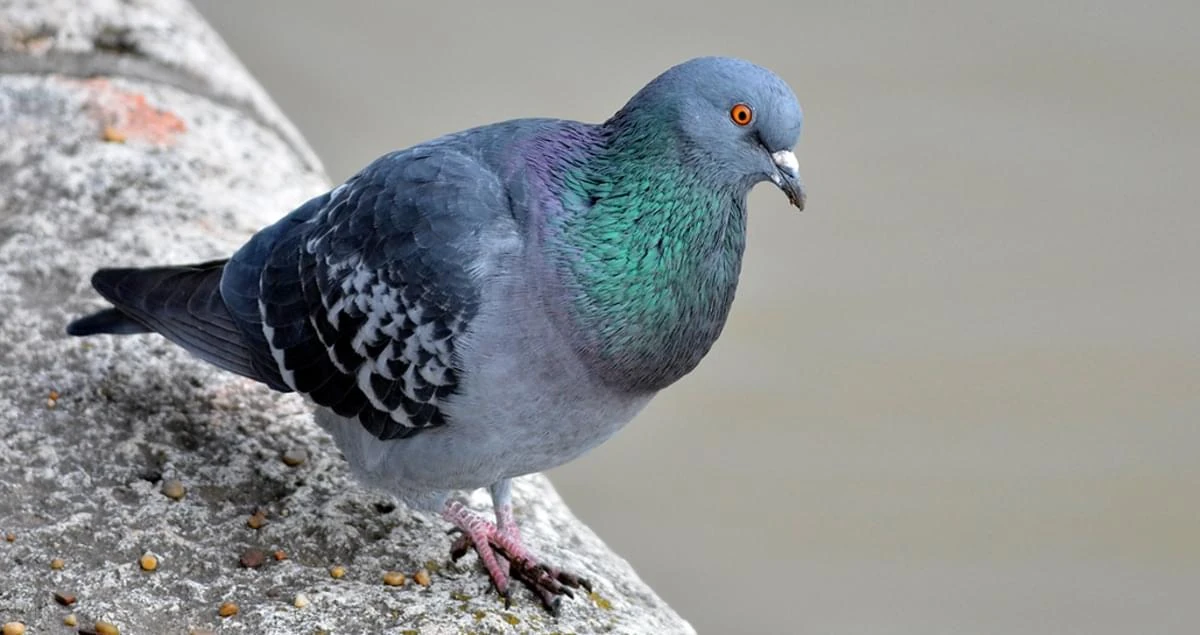Category:Birds | Brand New Animals Wiki | Fandom