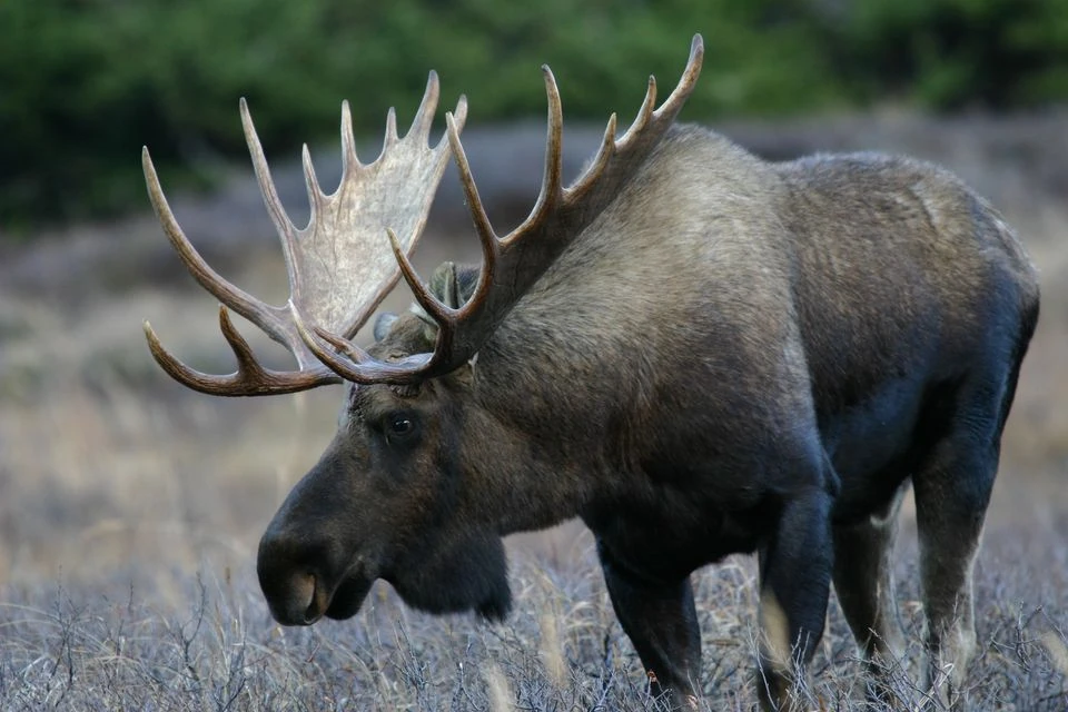 Moose | Brand New Animals Wiki | Fandom