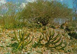 Caatinga