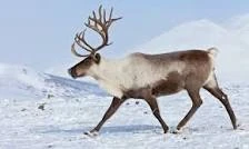 Reindeer Brave Wilderness Wiki Fandom