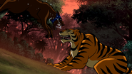 Ace vs Tiger