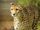 Breeze (cheetah)