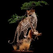Chase with Her kill