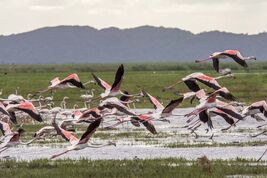 Flamingos