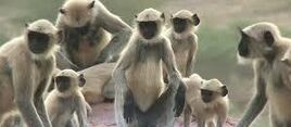 Monkeys