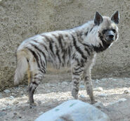 A striped hyena