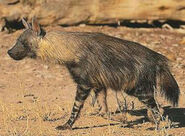 A brown hyena