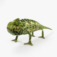 A Chameleon