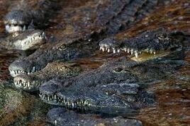 Images (14)