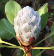 A real African flower bud