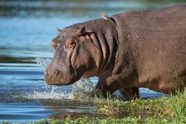 Hippo