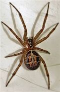 An Actual Spider