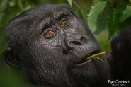 A Gorilla