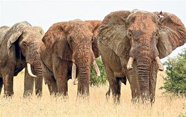 Elephants 2814941b