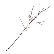 A real twig