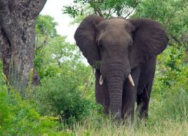 South-africa-elephant