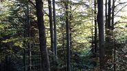 A Real Forest