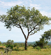 A real marula tree
