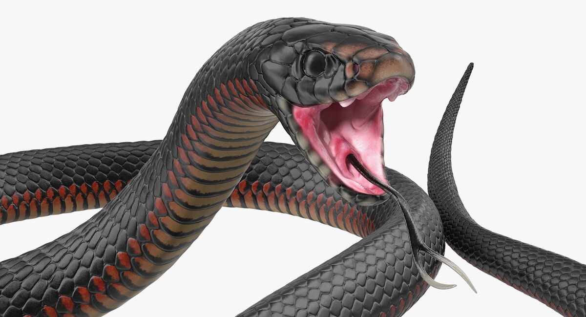 3D Printed snake by ExplorerPaydi Pinshape