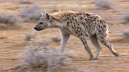 A spotted hyena