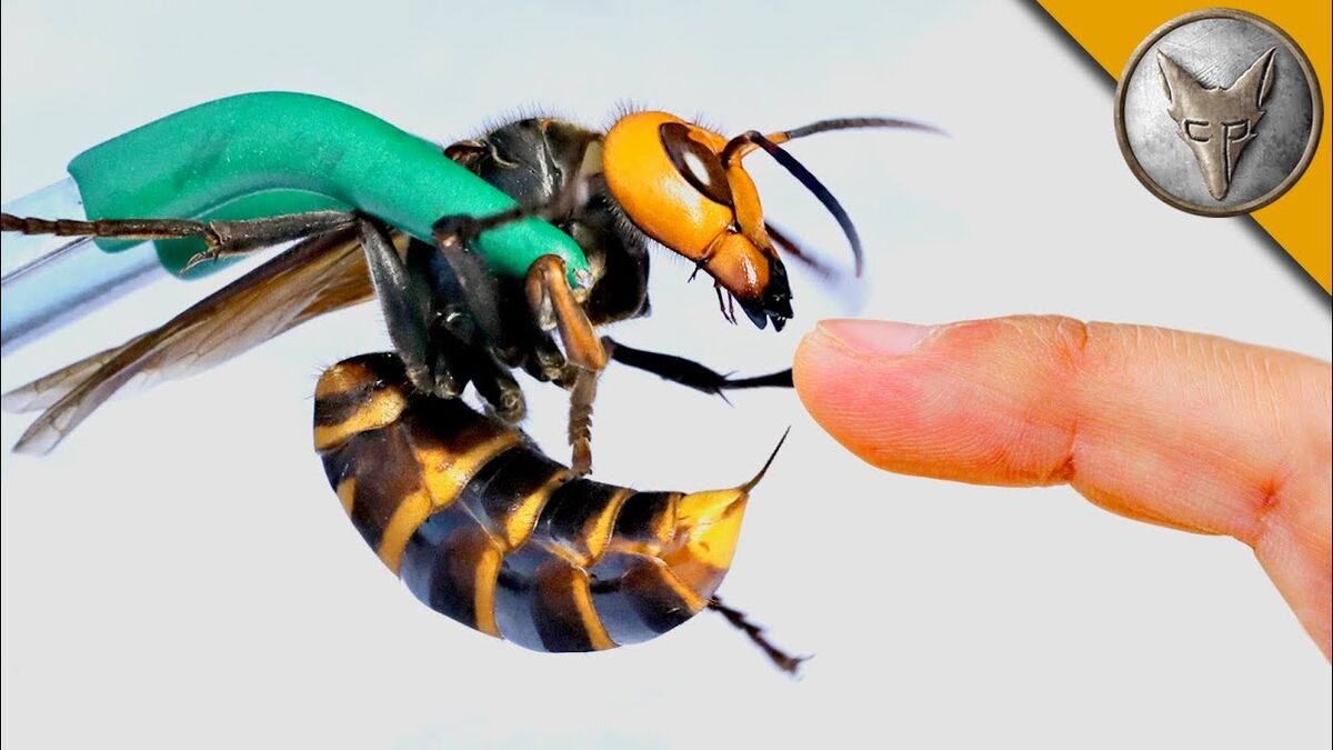 Giant Hornet | Brave Wilderness Wiki | Fandom