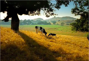 California Cheese commercial