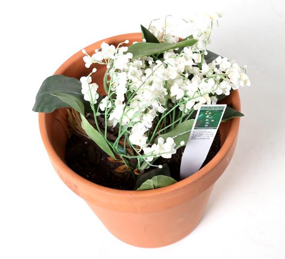 Lily Of The Valley Plant: Its Meaning And Why It's Poisonous