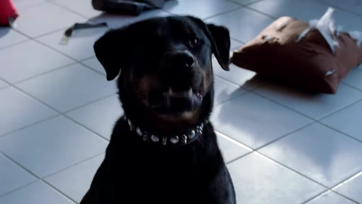 Krazy8's Dog Breaking Bad Wiki Fandom